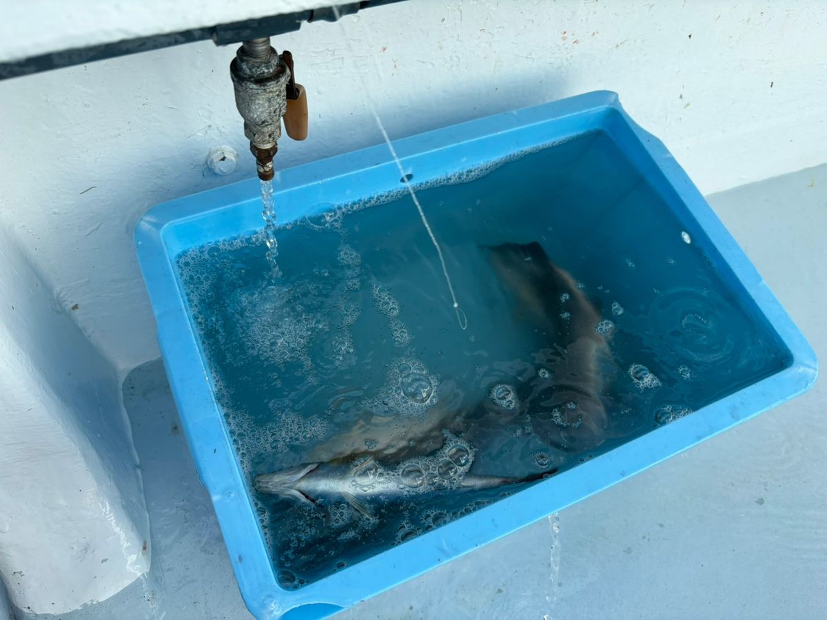 イニシャルTさんの釣果 1枚目の画像