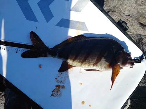 タカノハダイの釣果