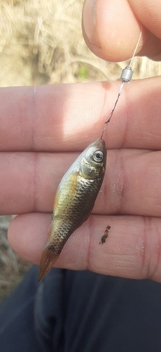 フナの釣果