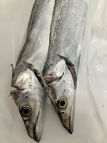 タチウオの釣果