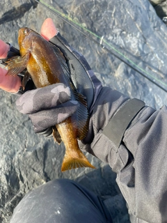 アイナメの釣果