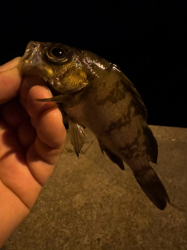 シロメバルの釣果