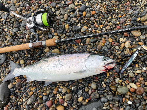 サクラマスの釣果