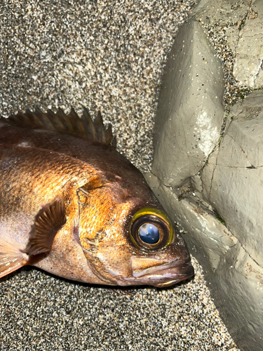 メバルの釣果