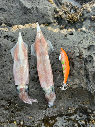 ヤリイカの釣果