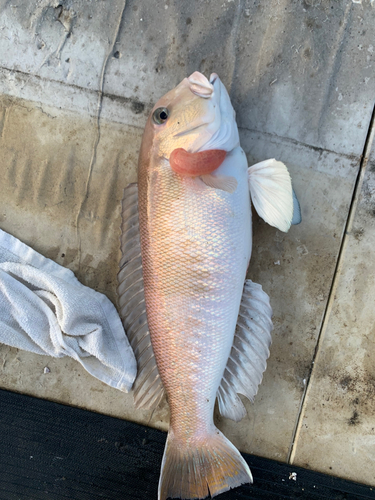 シロアマダイの釣果