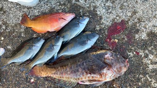 ブダイの釣果