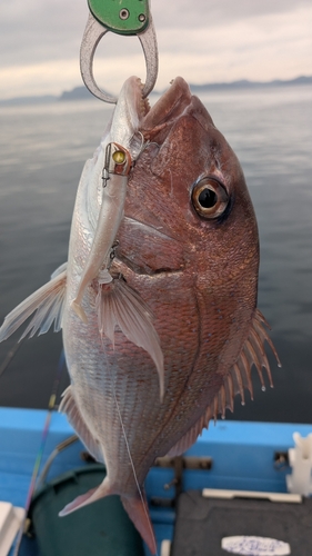 マダイの釣果