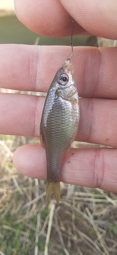 ヤリタナゴの釣果