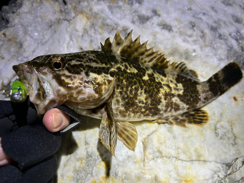 タケノコメバルの釣果