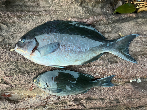 オナガグレの釣果