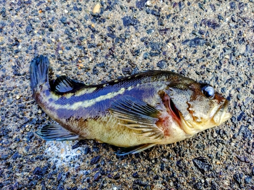 シマゾイの釣果