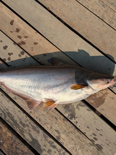 メコンオオナマズの釣果