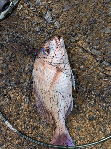 チャリコの釣果