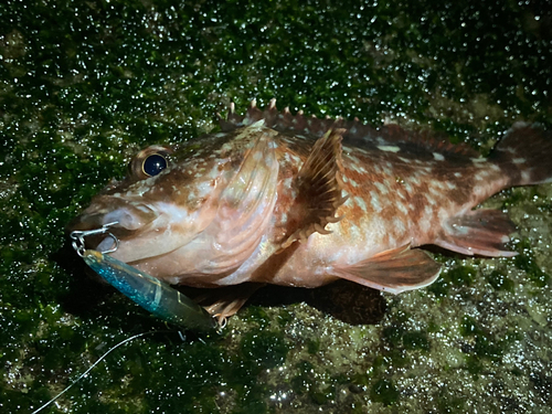 カサゴの釣果