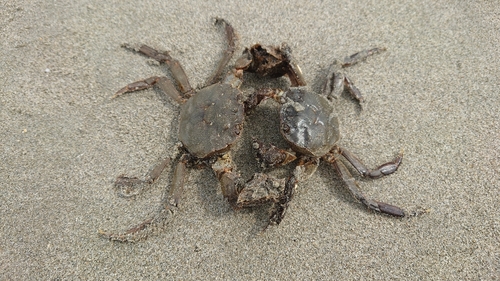 モクズガニの釣果