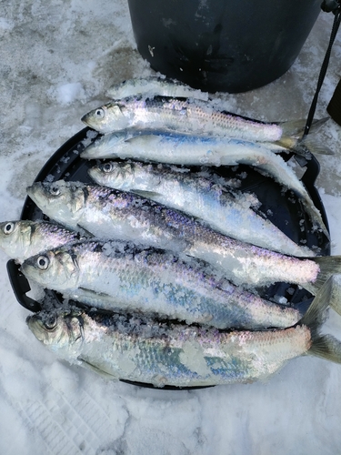 ニシンの釣果