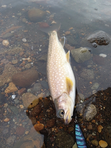 アメマスの釣果