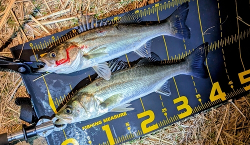 シーバスの釣果