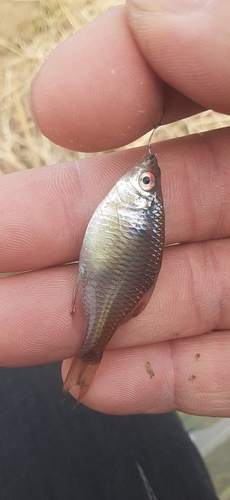 タイリクバラタナゴの釣果