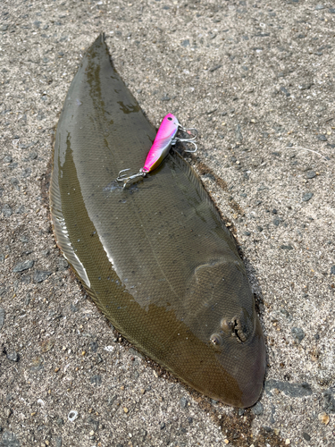 シタビラメの釣果