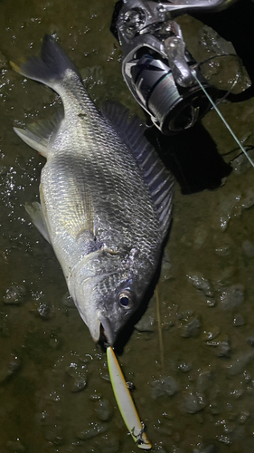 チヌの釣果