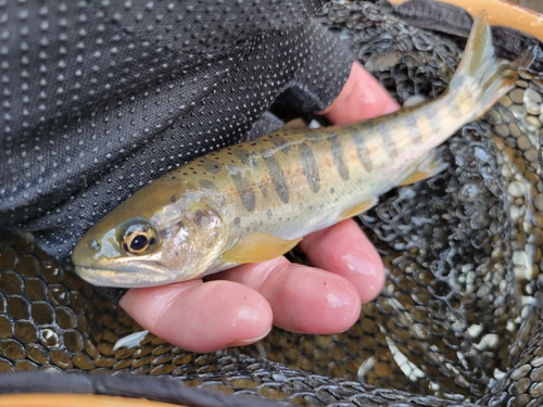 アマゴの釣果