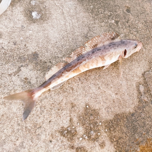 ホッケの釣果