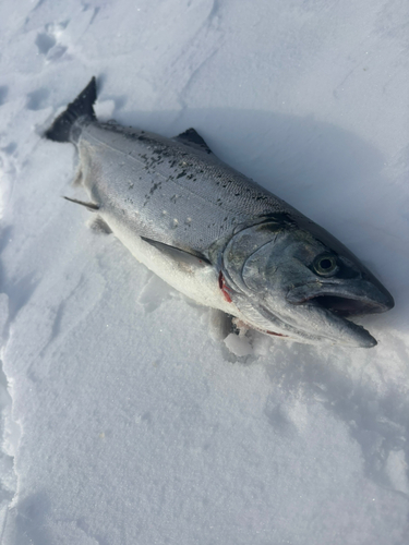 サクラマスの釣果