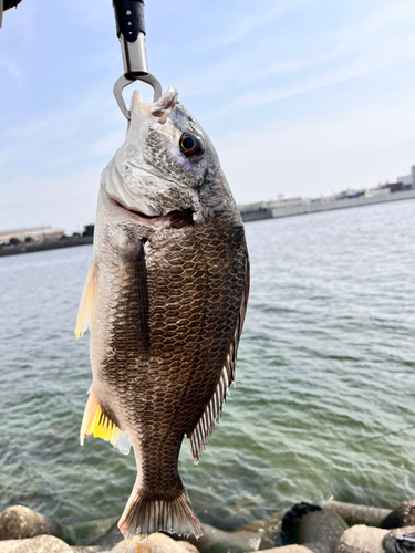 キビレの釣果