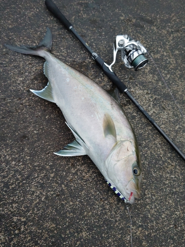 カンパチの釣果