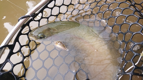 ニジマスの釣果