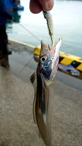 タチウオの釣果