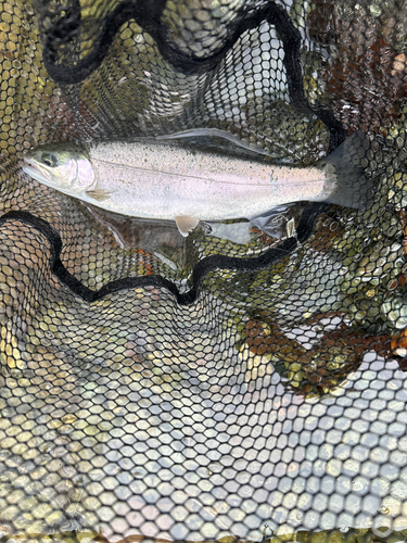 レインボートラウトの釣果