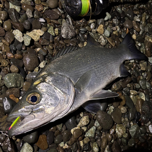 ヒラスズキの釣果