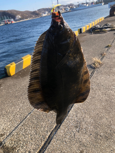 クロガシラガレイの釣果