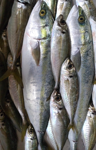 ハマチの釣果