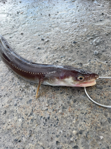 アナゴの釣果