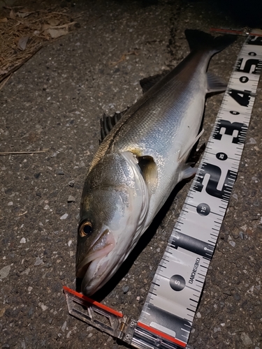 シーバスの釣果