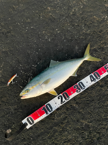 ワラサの釣果