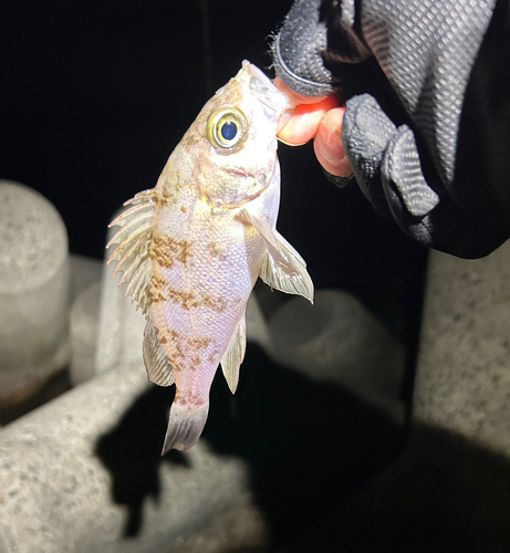 メバルの釣果