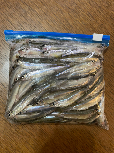 ワカサギの釣果