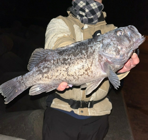 クロソイの釣果