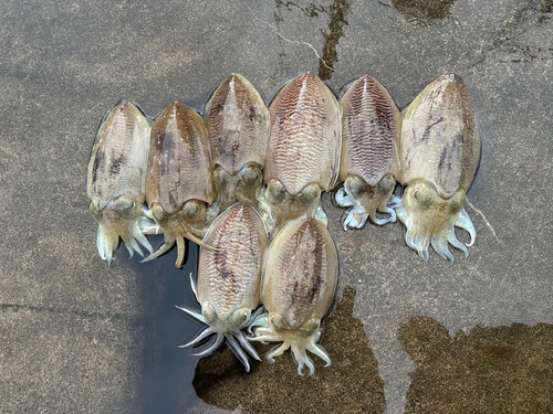 コウイカの釣果