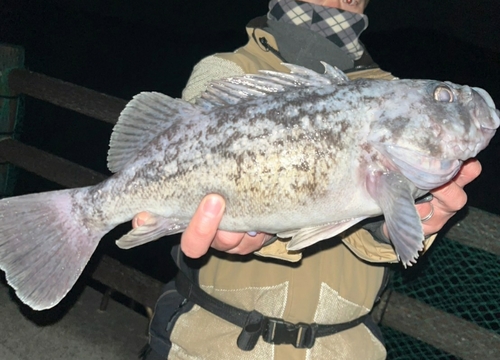 クロソイの釣果