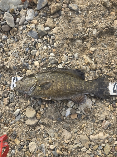 スモールマウスバスの釣果