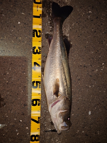 シーバスの釣果