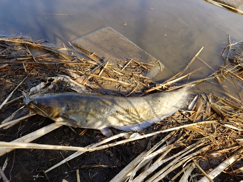 ナマズの釣果