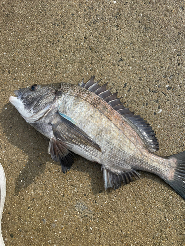 チヌの釣果