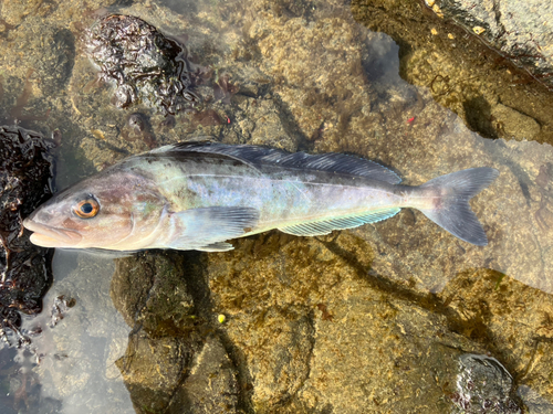 ホッケの釣果